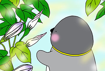 2013-7-mimawari.jpg